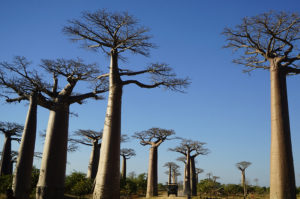 Resa till Madagaskar Baobab Avenue