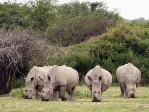 Resa till Botswana noshörningar