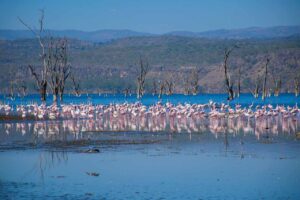 Kenya safari Lake Nakuru