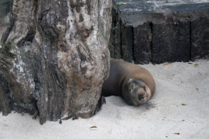 Resa till Galapagos sjölejon