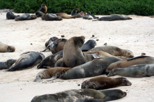 Resa till Galapagos sjölejon