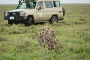 Resa till Tanzania safari