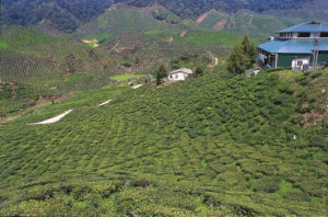 Resa till Malaysia Cameron Highlands