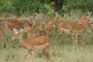 Resa till Tanzania safari antilop