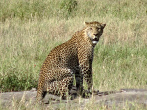 Resa till Tanzania safari leopard