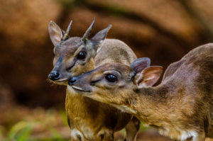 Resa till Tanzania safari Myskantilop