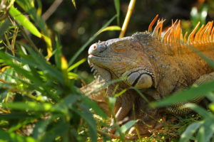 Resa till Costa Rica Corcovado nationalpark leguan