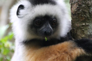 Resa till Madagaskar Andasibe nationalpark Diademsifaka