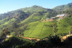 Resa till Sri Lanka Nuwara Eliya