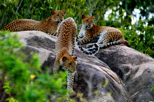 Resa till Sri Lanka Yala nationalpark