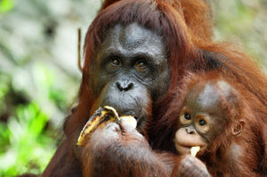 Resa till Malaysia Borneo Semenggok orangutang