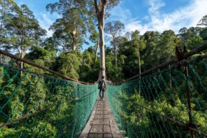 Borneo Danum Valley-3 | Kenzan Travel
