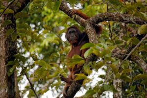 Borneo Deramakot Forest Reserve-2 | Kenzan Travel Orangutan resting on a tree branch amid dense green foliage in a forest setting.