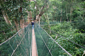 Resa till Borneo Poring Hot Springs hängbro