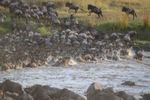 Program: Masai Mara - den stora migrationen