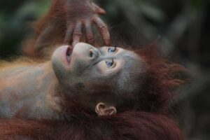 Orangutanger på Borneo | Kenzan Travel Orangutanger på Borneo