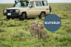 Endast ett fåtal platser kvar-3 | Kenzan Travel Gruppresa till Tanzania; Kenzan Travel, vår