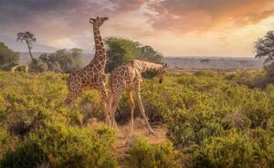 Klassisk Kenya safari