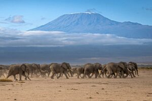 GRUPPRESA TILL KENYA -5 | Kenzan Travel Gruppresa till Kenya med besök i Nairobi NP, Amboseli och Tsavo W. Inkl Diani Beach.